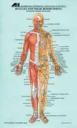 A picture of the human body with all its organs labeled.
