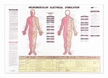 A poster of two human body sections with labels.